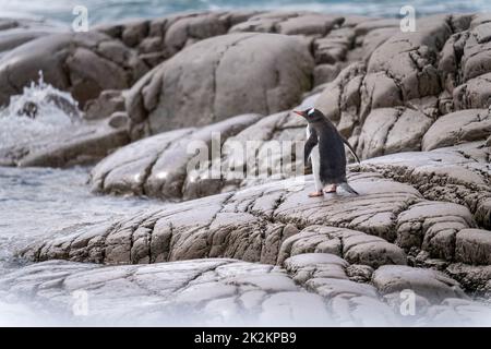 Pinguino Gentoo si erge sulle rocce dell'oceano Foto Stock