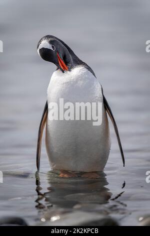 Gentoo pinguino si preda in shallows rocciosi Foto Stock