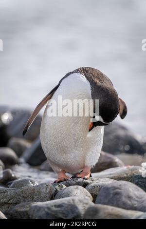 Gentoo pinguino si preda alle rocce Foto Stock