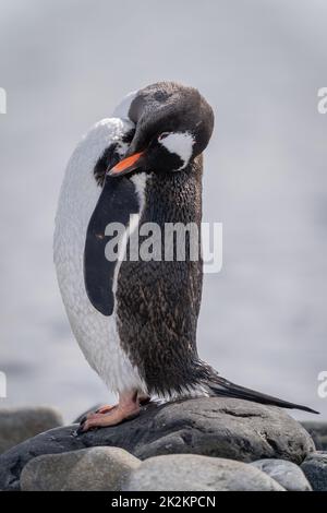 Pinguino Gentoo si erge sulla spiaggia rocciosa Foto Stock