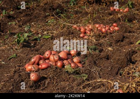 Mucchi di patate appena raccolte sul campo. Raccogliendo radici di patata da suolo in giardino fatto in casa. Agricoltura biologica Foto Stock