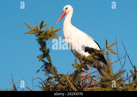 Cicogna in nido in alto sulla cima di abete Foto Stock