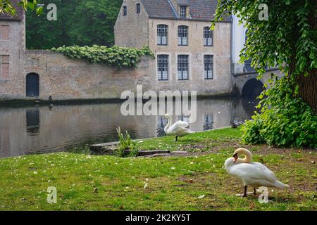 Cigni su una riva di canale vicino Begijnhof Beguinage nella città di Bruges. Brugge, Belgio Foto Stock