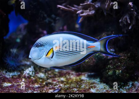 Sohal Surgeonfish sott'acqua Foto Stock