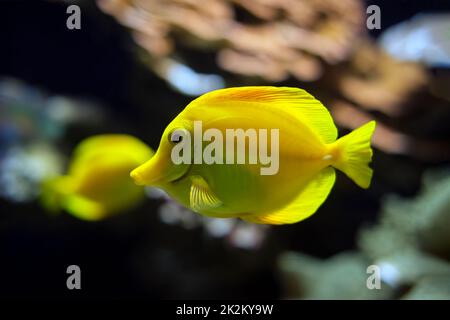 Tang giallo Zebrasoma flavescens pesci sott'acqua in mare Foto Stock