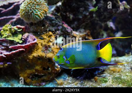 Queen angelfish Holacanthus ciliaris aka il pesce angelo blu, il pesce angelo dorato o il pesce angelo giallo in mare Foto Stock