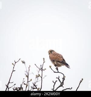 Kestrel che riposa in un albero in una giornata di inverni soleggiati Foto Stock