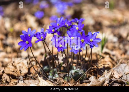 Fiore viola o Hepatica Nobilis fioritura in primavera Foto Stock