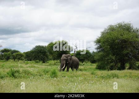 lone Elephant bull, elefante africano, catturato nel Parco Nazionale di Tarangire Foto Stock
