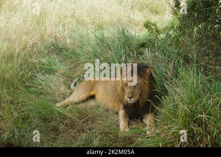 Leone maschile rilassante all'ombra nel Serengeti Foto Stock