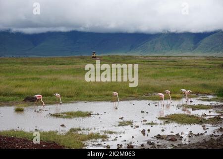 Gruppo di fenicotteri in acqua con 4x4 sullo sfondo, Norongoro Foto Stock