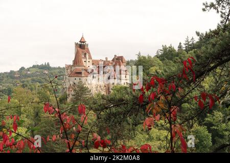 Vista attraverso le foglie rosse sul castello di Bran in tarda estate Foto Stock