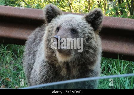 Foto di un orso marrone del bambino, presa da una finestra aperta dell'automobile Foto Stock