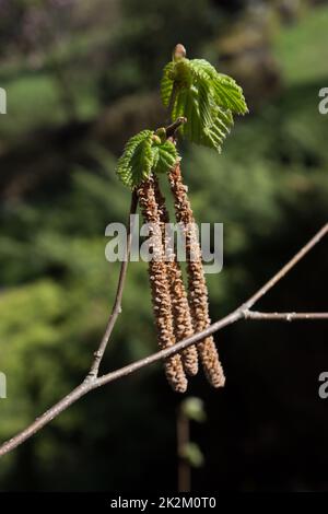 Foglie di nocciolo e cetriolini Foto Stock