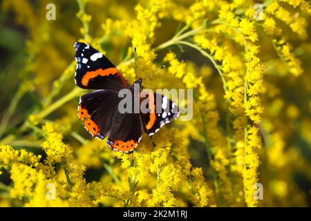 Un ammiraglio, farfalla su una pianta fiorita gialla. Foto Stock