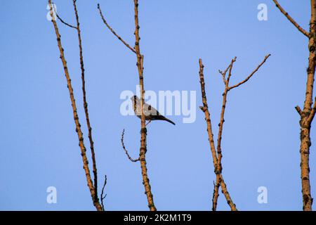 Una canzone thrush, thrush sui rami di un albero. Foto Stock