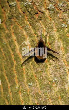 Grande falco di lana, Bombylius Major su un tronco d'albero. Foto Stock