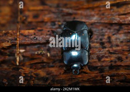 Primo piano di un piccolo scarabeo nero lucido su un pezzo di legno. Foto Stock