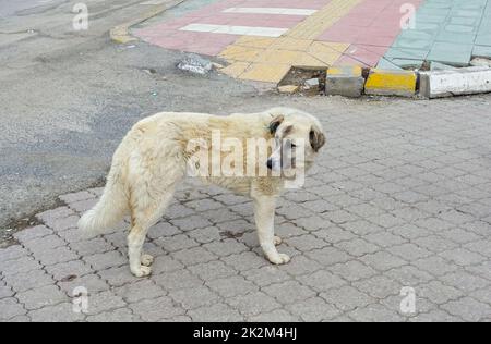 cani randagi sdraiati liberamente sulla strada nel centro della città, cani randagi, cani randagi di razze diverse Foto Stock