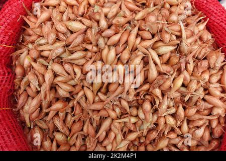 Bulbi di scalogno non imballati venduti in sacchetti di stoffa nei negozi di semi, semi di scalogno per piantare nel giardino Foto Stock