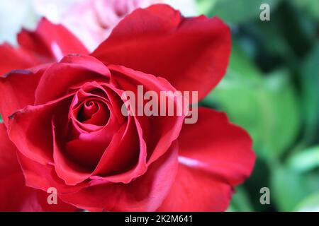 fiore rosa foglie naturali di spiedini dai colori vivaci Foto Stock