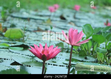 Lotus luce rosa viola galleggianti brillare di luce sullo sfondo viola Foto Stock