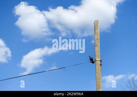 un uccello corvo in piedi su un palo del telefono, un uccello corvo su un palo Foto Stock