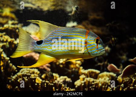 Sailfin Snapper Symphorichthys spilurus blu-fiancheggiata orata pesce sott'acqua in mare Foto Stock