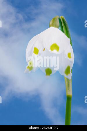 Il simbolo del fiocco di neve di primavera fiore in giardino Foto Stock