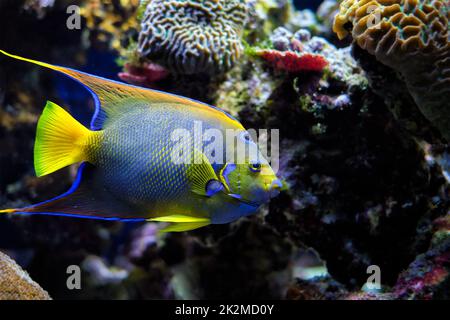 Regina Angelfish Holacanthus ciliaris, conosciuto anche come il pesce angelo blu, oro angelfish o giallo angelfish sott'acqua in mare Foto Stock