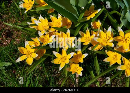 croci gialli su un prato verde Foto Stock