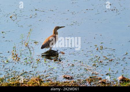 Arone indiano stagno o pagybird Ardeola grayii in un lago Foto Stock