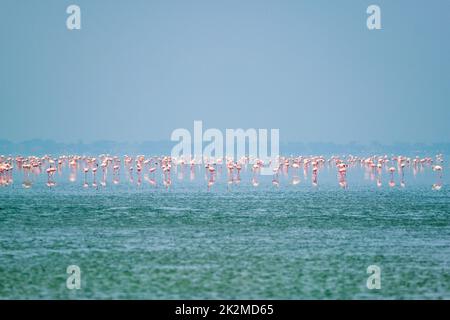 Uccelli fenicotteri rosa al lago salato di Sambhar nel Rajasthan. India Foto Stock