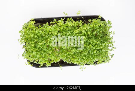 Messa a fuoco selettiva, vista dall'alto. Belle foglie verdi di microgreen. Germinazione di semi di microgreen nel paese. Vegan e concetto di cibo sano. Foto Stock