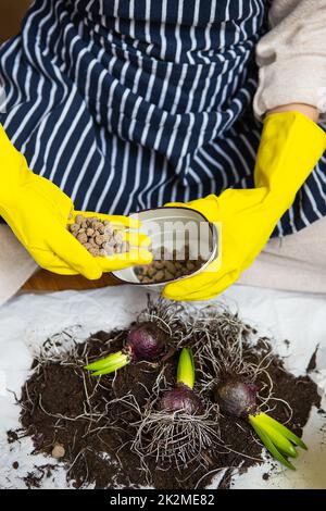 Trapiantare le mani di una donna in guanti gialli in cui il drenaggio è argilla espansa, piantare bulbi di giacinto con attrezzi da giardino. Foto Stock