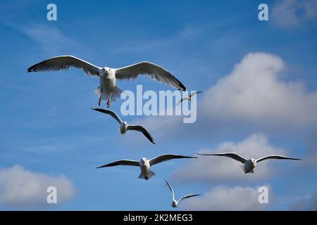 un gregge di gabbiani nel cielo blu con alcune nuvole Foto Stock