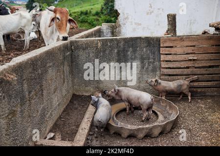 Lasciate che gli animali giochino. Sparo a tutta lunghezza di bestiame vario su una fattoria. Foto Stock