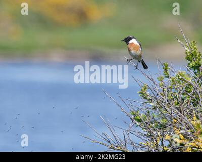 Stonechat (sassicola torquata) maschio arroccato su un cespuglio alla ricerca di mosche che danzano su una laguna costiera, Keyhaven e Lymington Marshes, aprile. Foto Stock