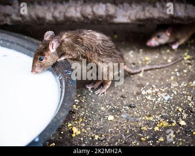 Ratti sacri (kabba) che bevono latte all'interno del tempio di Karni Mata, Deshnoke, distretto di Bikaner, Rajasthan, India Foto Stock