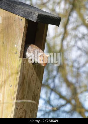 Scoiattolo grigio (Sciurus carolinensis) situato all'ingresso di una scatola nido è nidificato con un compagno, Wiltshire, Regno Unito, marzo. Foto Stock