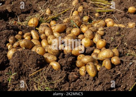 Mucchio di patate appena raccolte sul campo. Raccogliendo radici di patata da suolo in giardino fatto in casa. Agricoltura biologica Foto Stock