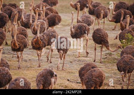 Struzzi in movimento. Vista ritagliata di un gregge di struzzi che si muovono attraverso un vele in Sudafrica. Foto Stock