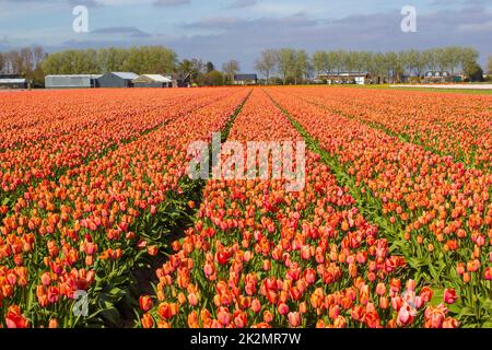 Campo di tulipani nei Paesi Bassi Foto Stock