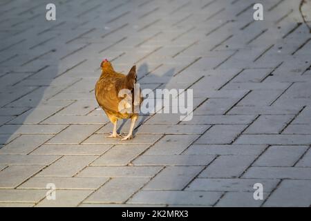 Ritratto di un pollo, gallo in fattoria. Foto Stock