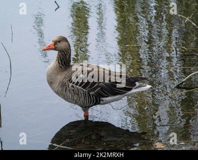 Un ritratto di un'oca grigia su un lago. Foto Stock