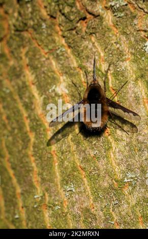 Grande falco di lana, Bombylius Major su un tronco d'albero. Foto Stock