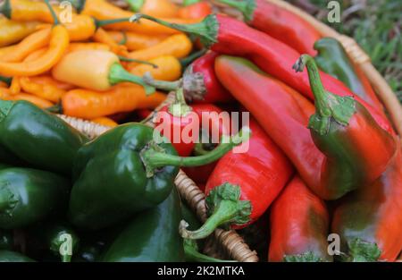 Peperoni di Poblano con peperoni rossi asiatici e peperoni gialli al peperoncino Foto Stock