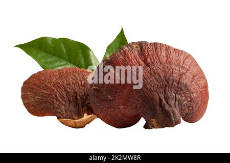 Funghi lingzhi secchi con foglia isolata su sfondo bianco. Foto Stock