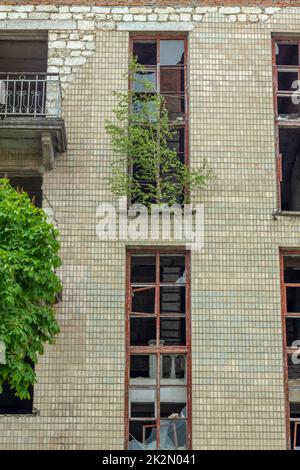 Finestre rotte di un vecchio edificio e alberi giovani che crescono sulle rovine. Foto Stock
