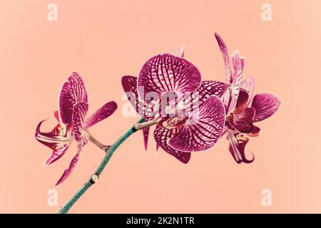 Bel fiore viola Phalaenopsis orchidea su sfondo rosa Foto Stock